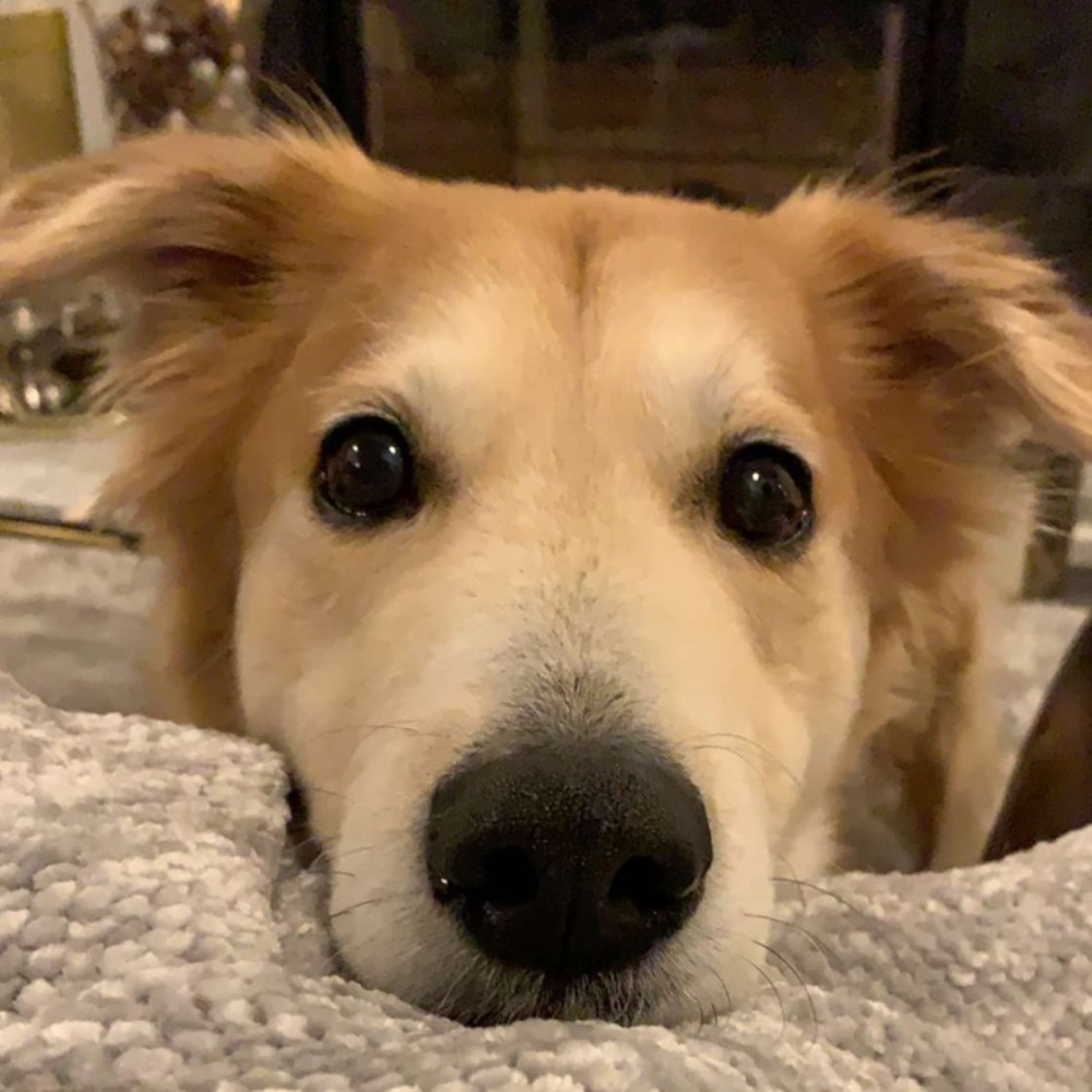 Meet your Posher, Barbara